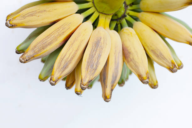 Fresh banana fruit, Silver bluggoe or Musa ABB group banana