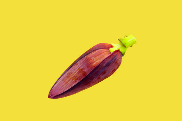 istock Banana blossom on yellow background 2194282511