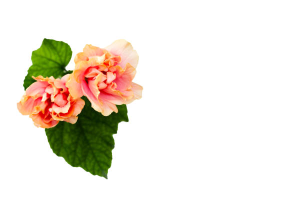 istock Hibiscus flower with leaves on white background. 2194282754