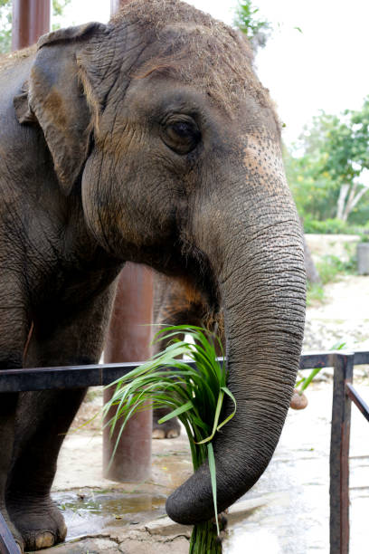 istock Thai elephant in the zoo 2194283901