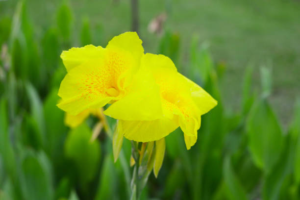 Marigold flowers in the park