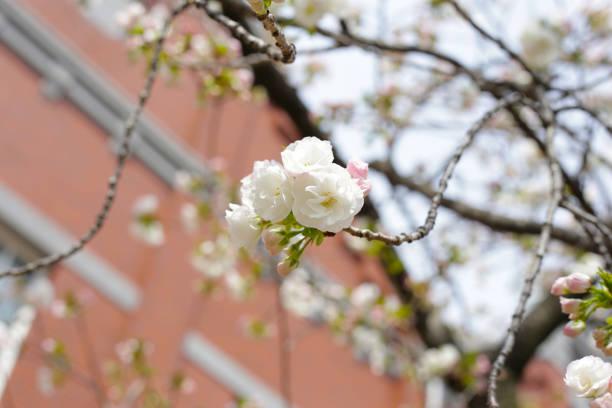 Branches of sakura flowers, cherry blossom