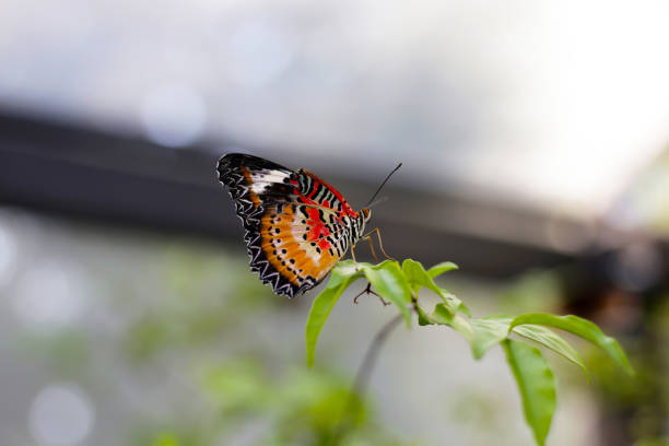 istock A beautiful butterfly in the garden 2194284321