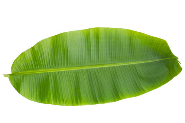istock Fresh green banana leaf, Green leaves background. 2194284524