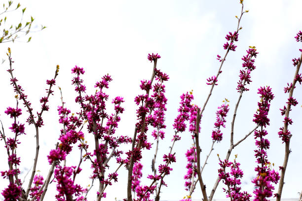 Branches of sakura flowers, cherry blossom