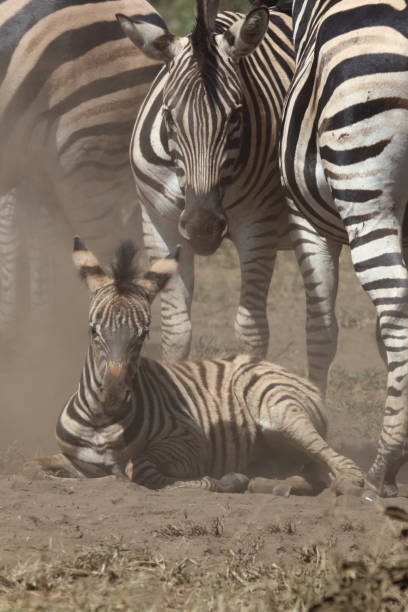 istock Steppenzebra / Burchell's zebra / Equus quagga burchellii 2194284843