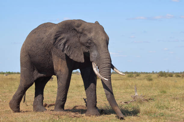 istock Afrikanischer Elefant / African elephant / Loxodonta africana 2194284918