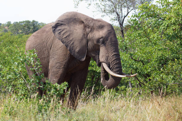 istock Afrikanischer Elefant / African elephant / Loxodonta africana 2194285235
