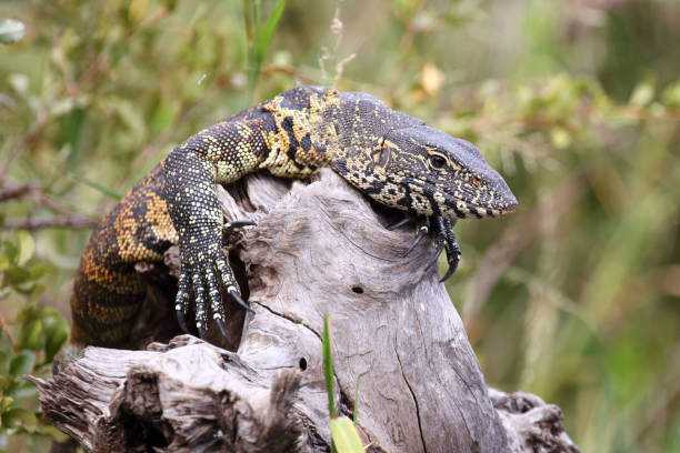 istock Nilwaran / Nile monitor / Varanus niloticus 2194285258