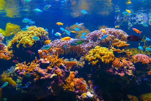 istock Vibrant underwater scene featuring colorful fish near corals 2194285295