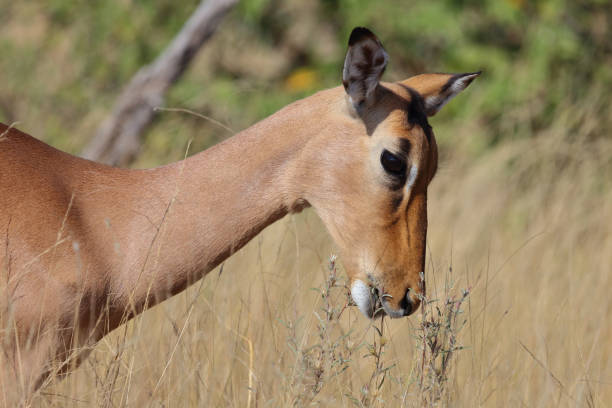 istock Schwarzfersenantilope / Impala / Aepyceros melampus 2194285436