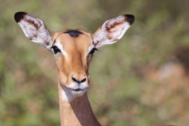 istock Schwarzfersenantilope / Impala / Aepyceros melampus 2194285466
