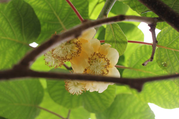 istock kiwi flowers and lush green 2194285502