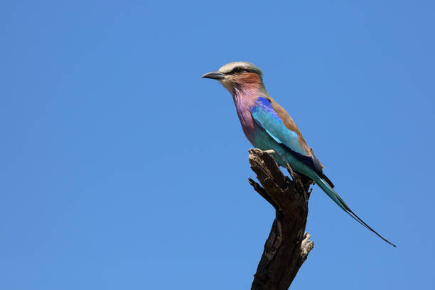 Gabelracke / Lilac-breasted roller / Coracias caudata