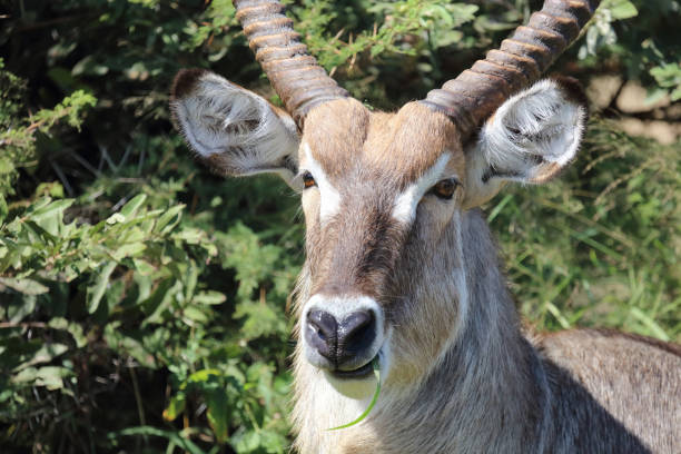 istock Wasserbock / Waterbuck / Kobus ellipsiprymnus 2194285594