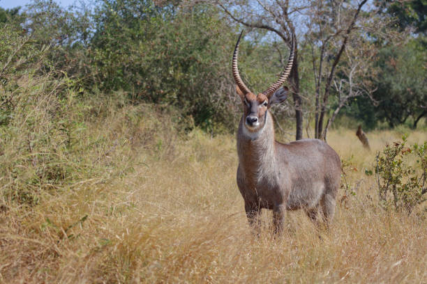 Wasserbock / Waterbuck / Kobus ellipsiprymnus