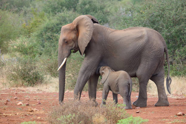 Afrikanischer Elefant / African elephant / Loxodonta africana