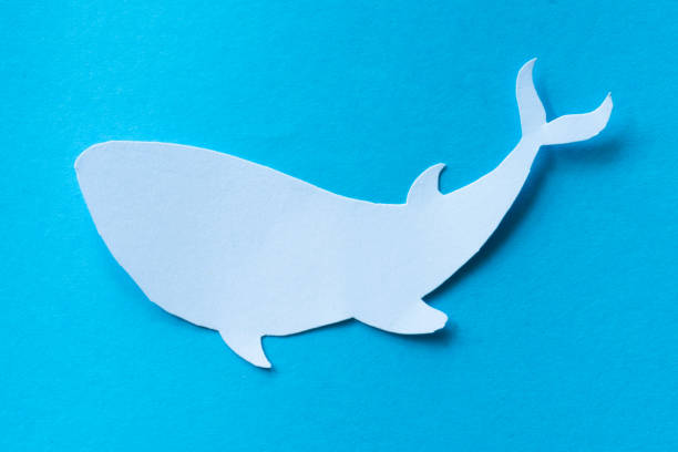 Shark in paper cut out craft
