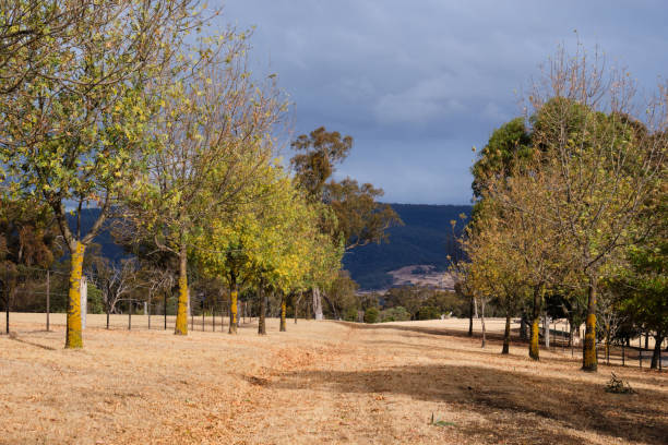 Sunlit trees shedding their dried, coloured leaves - Barwite, Victoria, Australia