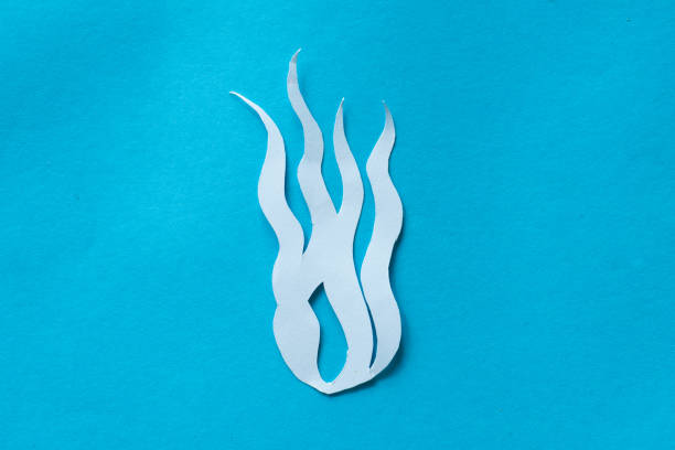 Seaweed in paper cut out craft