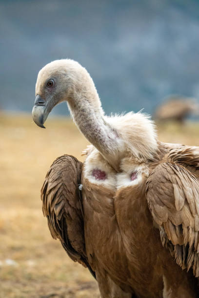 istock Griffon vulture (Gyps fulvus) photographed in Spain 2194286554