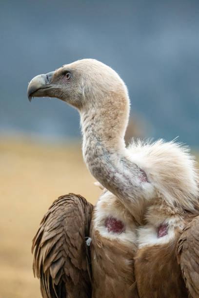 istock Griffon vulture (Gyps fulvus) photographed in Spain 2194286556
