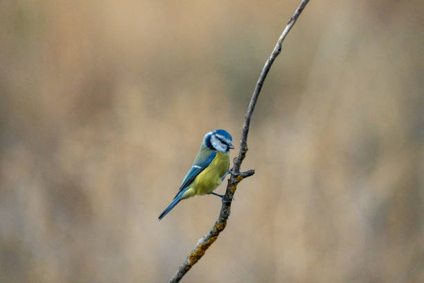 istock Common Blue Tit (Cyanistes caeruleus) photographed in Spain 2194286573
