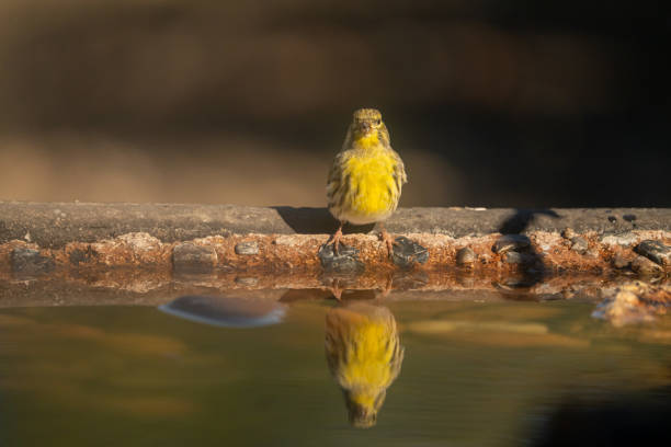 Common Serin (Serinus serinus) photographed in Spain
