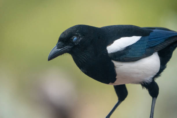 istock Common magpie (Pica pica) photographed in Spain 2194286646