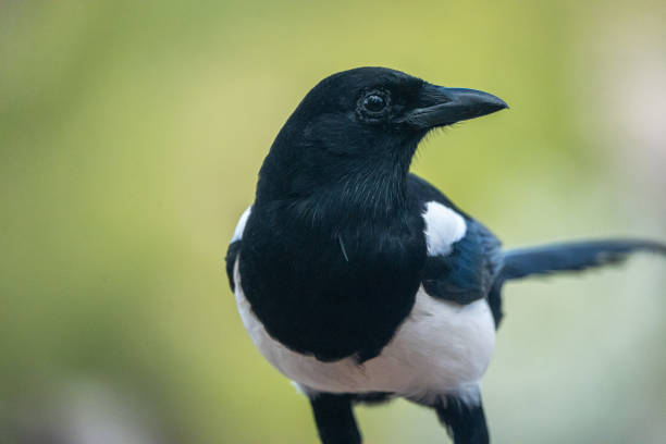 istock Common magpie (Pica pica) photographed in Spain 2194286649