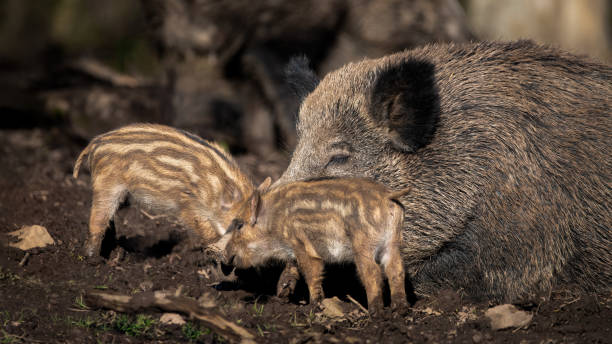 istock A Wild Boar Sow With Two Of Its Boarlets (Sus Scrofa) 2194286676