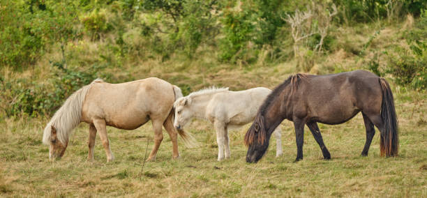 istock A photo of beautiful horses 2194287065