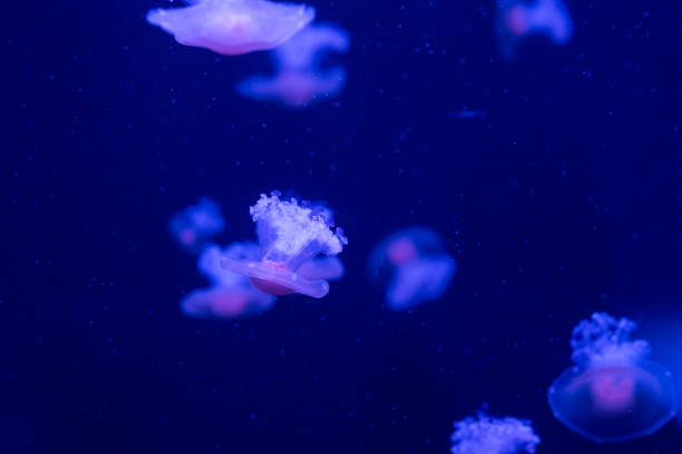 istock Colorful jellyfish gracefully drifting in a dark aquarium environment during evening hours 2194287140