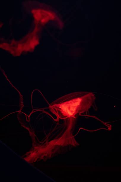 istock Colorful bioluminescent jellyfish illuminated in dark waters during a nighttime excursion 2194287160
