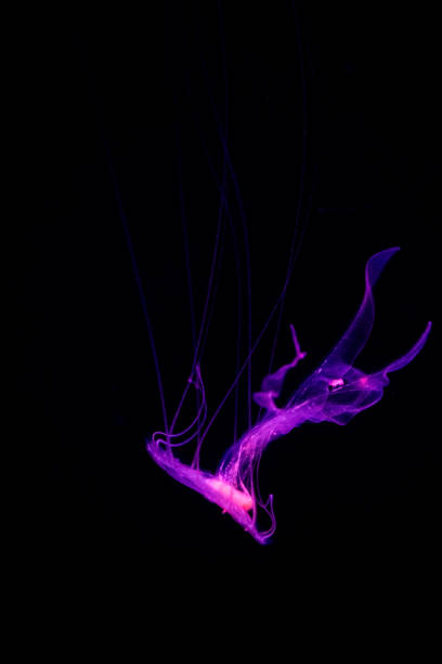 istock A purple jellyfish gracefully swims through dark waters, showcasing its mesmerizing tentacles 2194287185