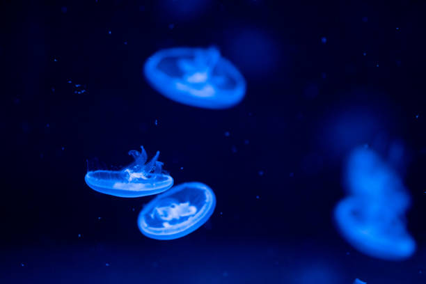 istock Blue jellyfish drifting gracefully in an aquarium's illuminated waters at night 2194287186