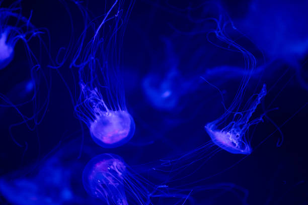 Translucent jellyfish glow softly as they float gracefully in dark blue water.