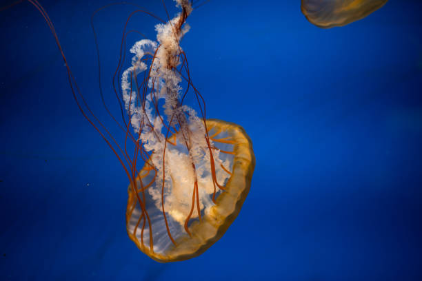 istock Graceful jellyfish gliding through clear blue water in an aquarium setting during daylight 2194287194