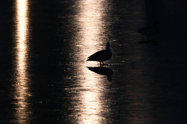 Tokyo,Japan - January 17, 2025: Ducks on a frozen pond at winter night