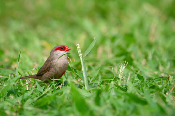 istock Tropical bird Common waxbill is feeding in lawn grass. 2194293603