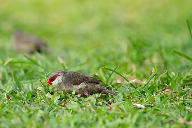 istock Tropical bird Common waxbill is feeding in lawn grass. 2194293831