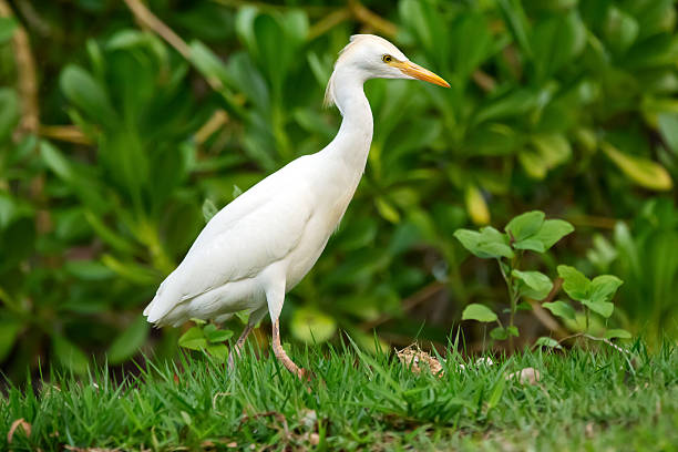 istock White bird Western cattle-egret is walking in grass. 2194293900