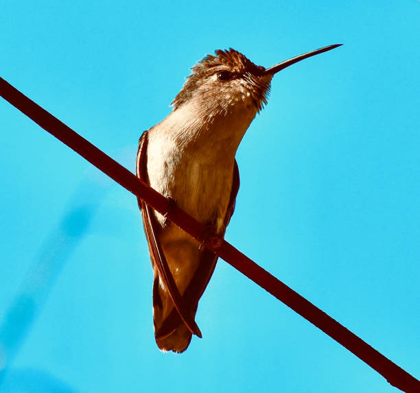 Curious cute ruffled feathered Hummingbird on branch