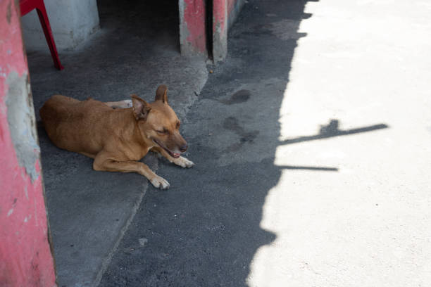 A dog lying on the ground, in the shade, during strong sunlight. Street animal