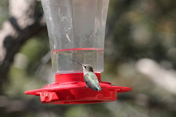 istock Hummingbird at the feeder 2194301346