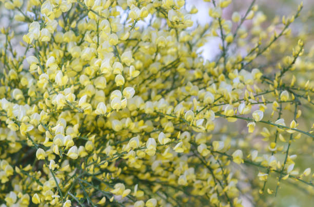 Flowering Spartium junceum, known as Spanish broom, rush broom, or weaver's broom with selective focus on blurred background in horizontal format