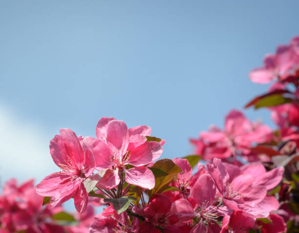 Springtime blossoms on a crab apple tree.