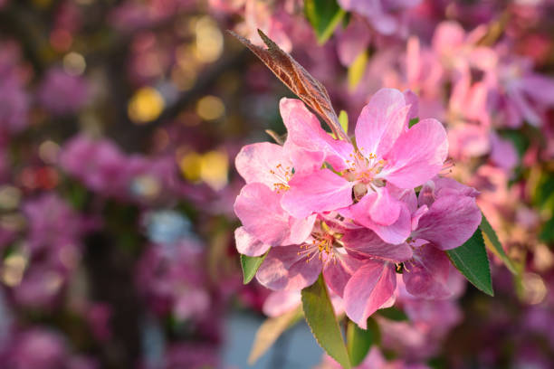 Pink almond flower on dark blurred background in horizontal format