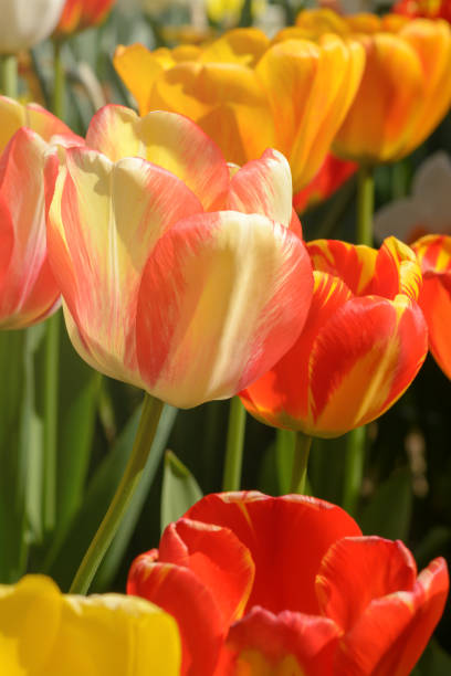 istock Yellow and red tulip on blurred background, selective focus 2194302460