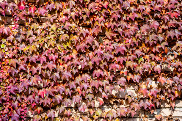 Autumn ivy covers a venetian wall.